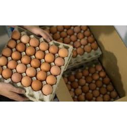 HUEVOS FRESCOS